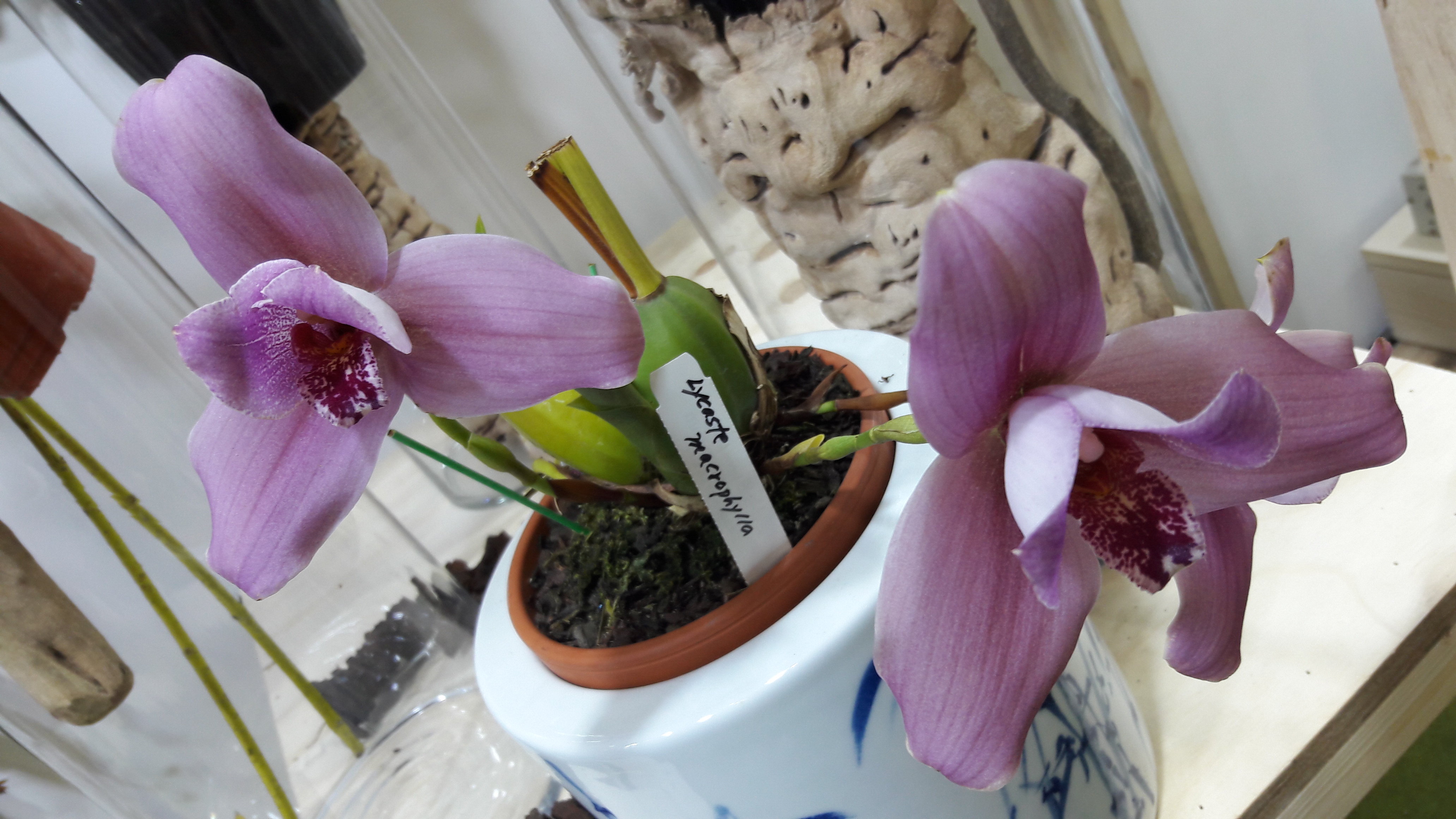 2017-04-30 17.25.34.jpg
