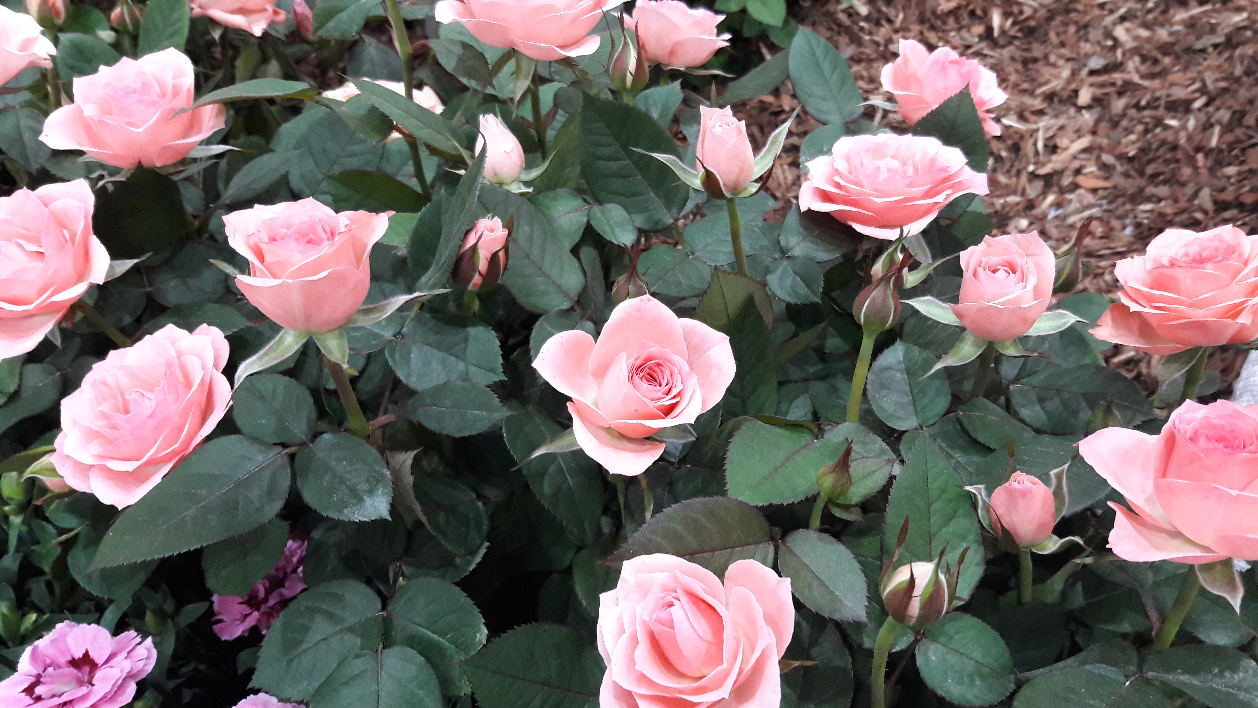 2017-04-30 17.29.40.jpg