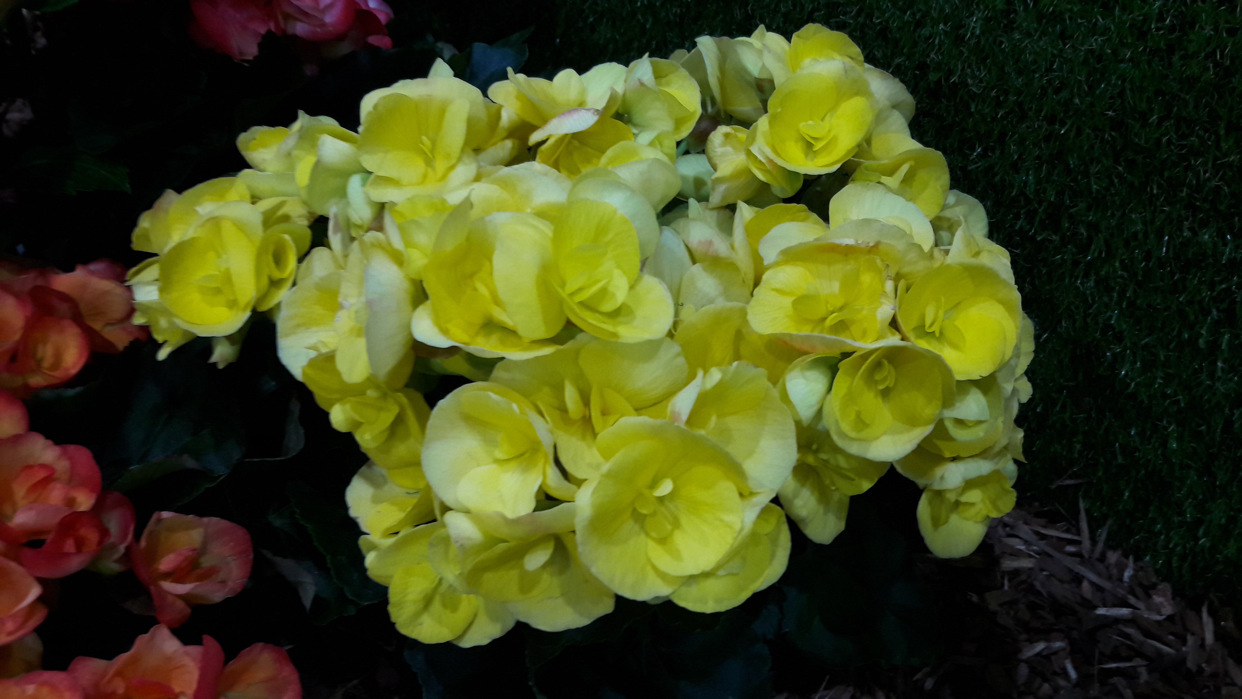 2017-04-30 17.29.57.jpg