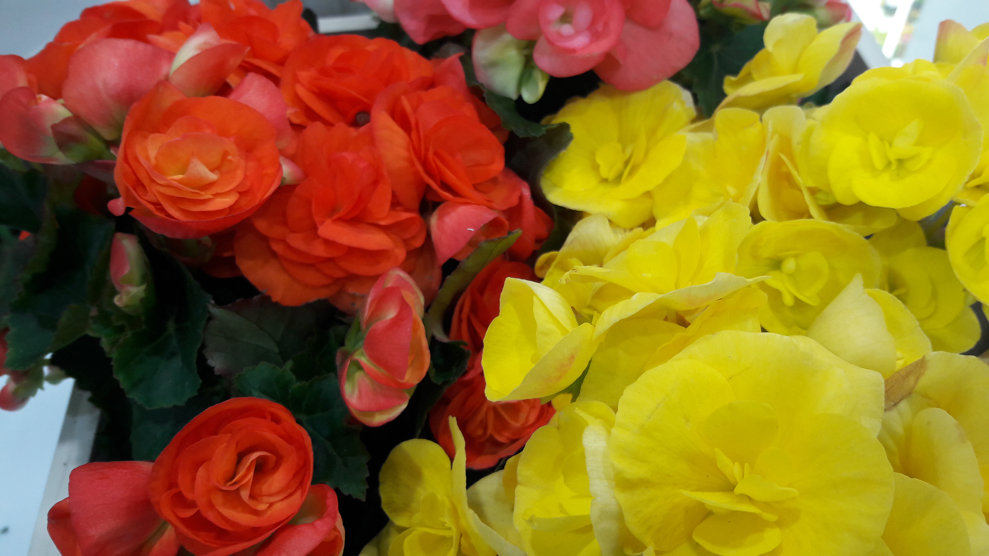 2017-04-30 17.31.28.jpg