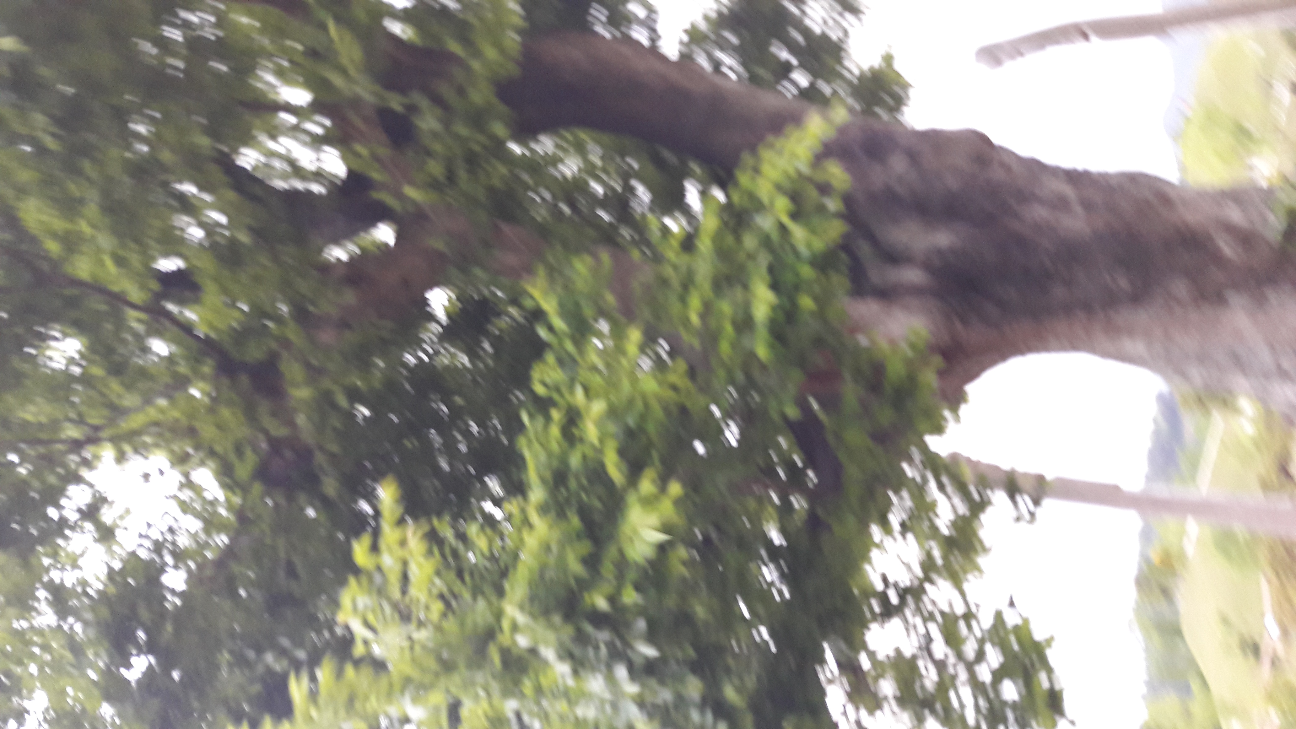 2017-05-04 18.49.21.jpg