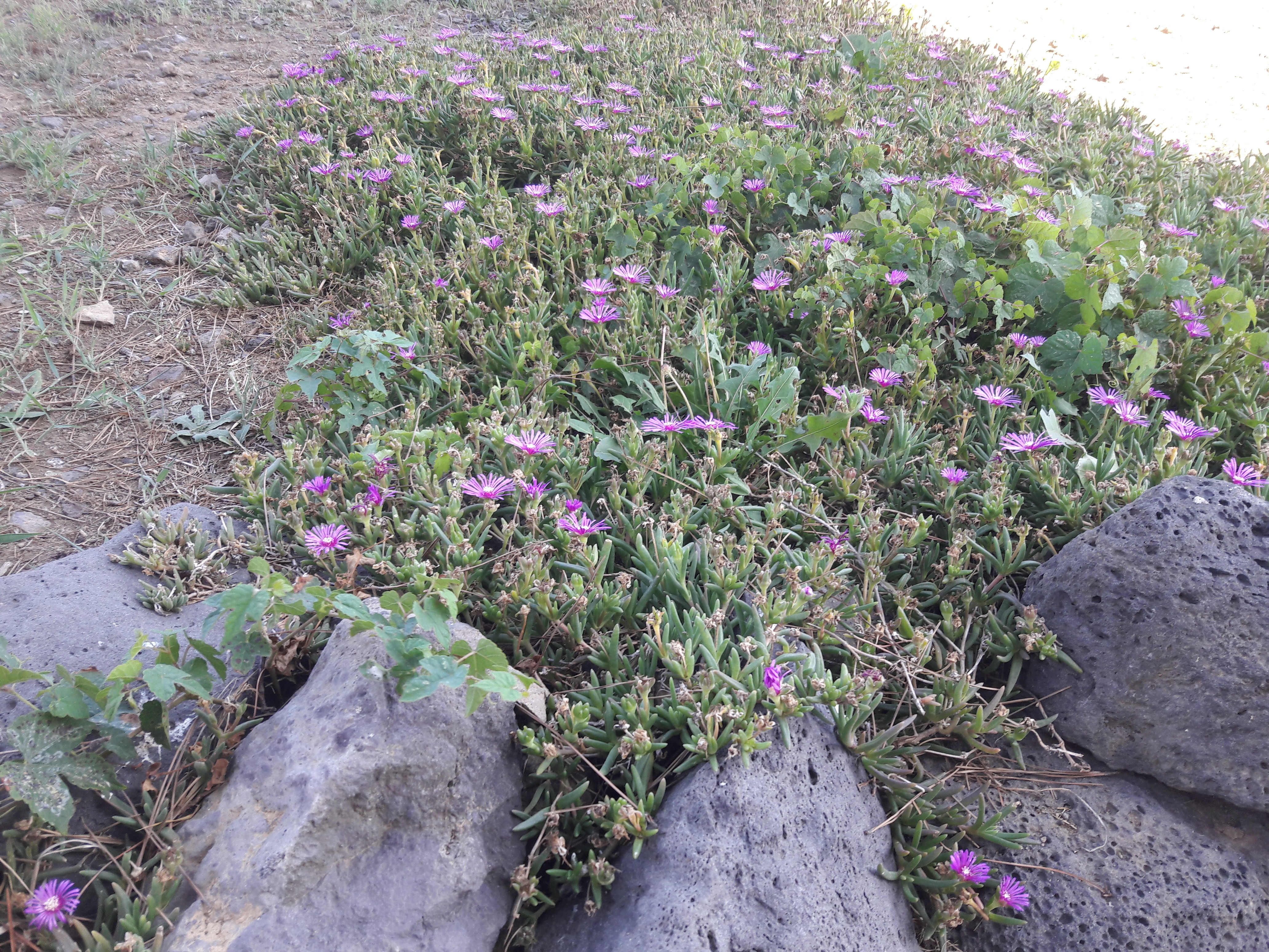 2017-08-03 10.02.52.jpg