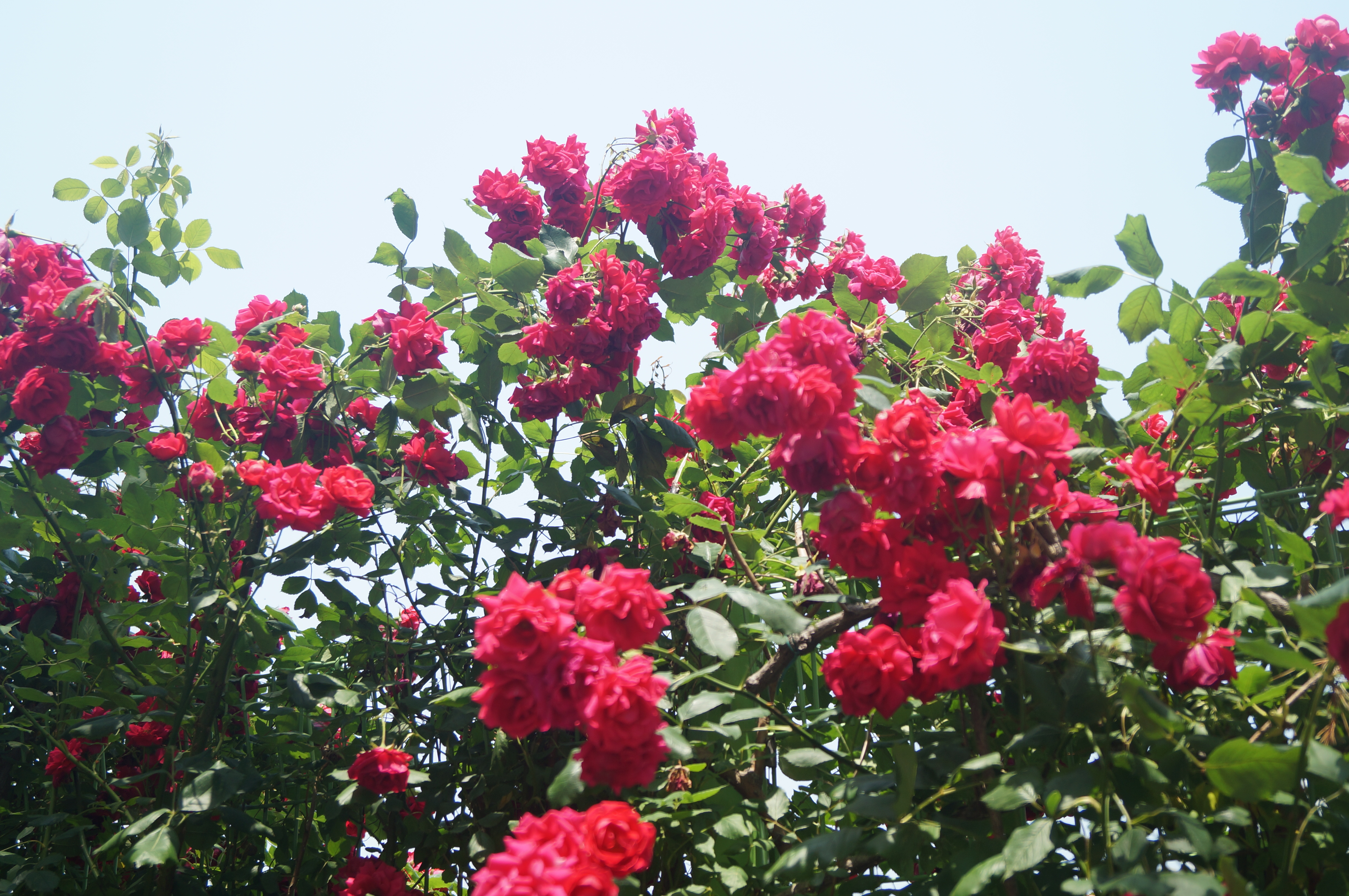 DSC05001.JPG