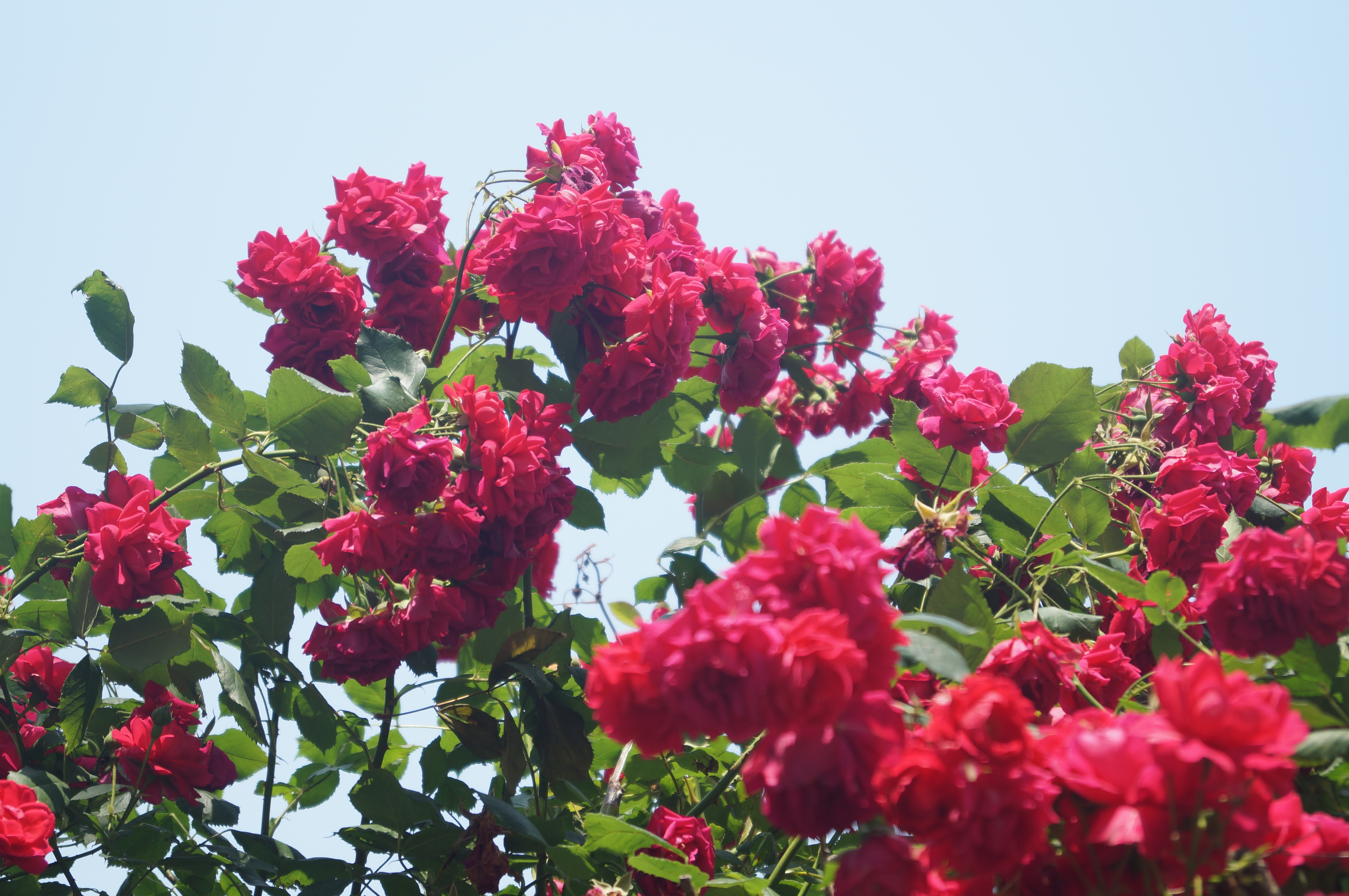 DSC05003.JPG