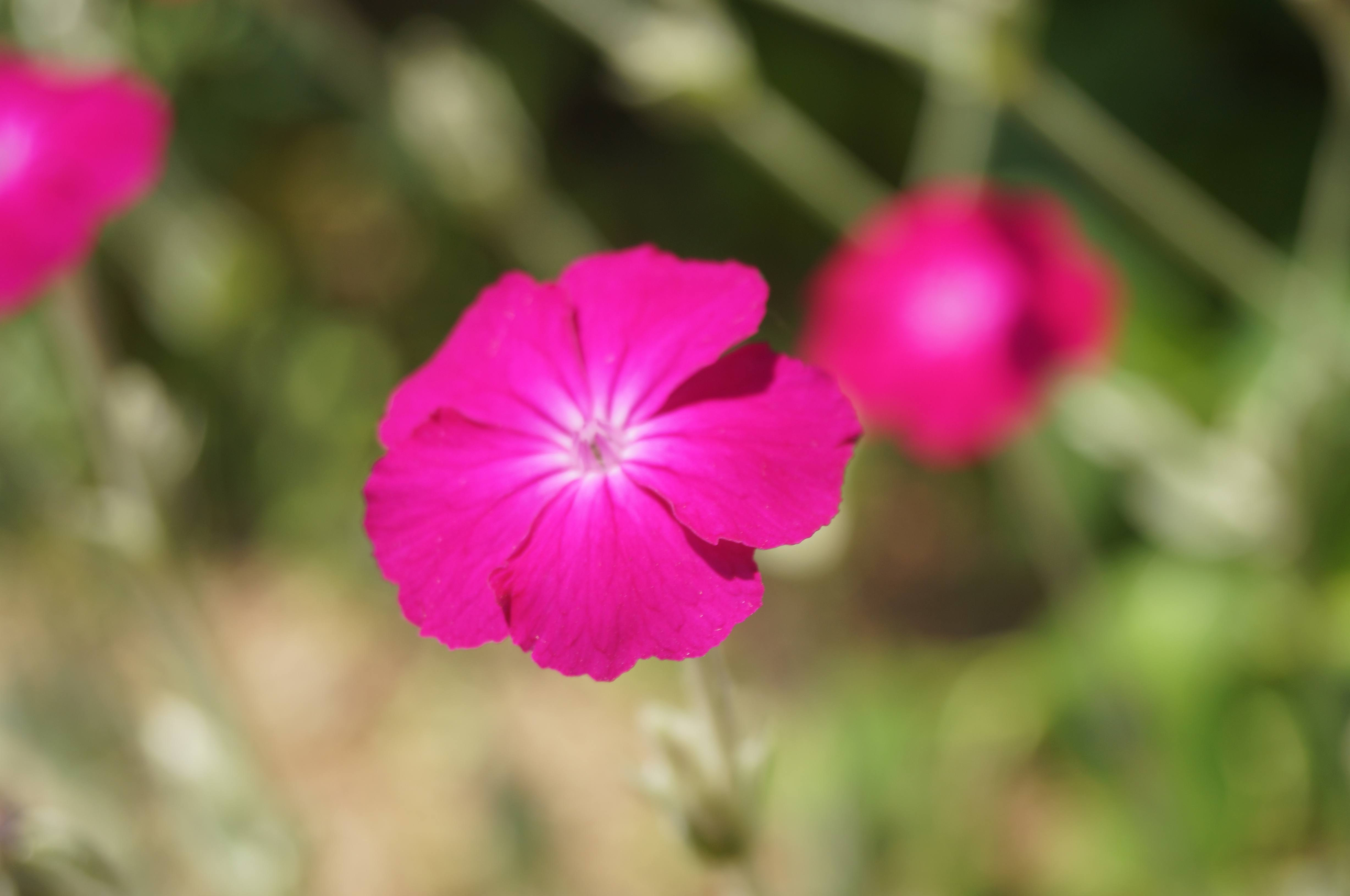 DSC05027.JPG