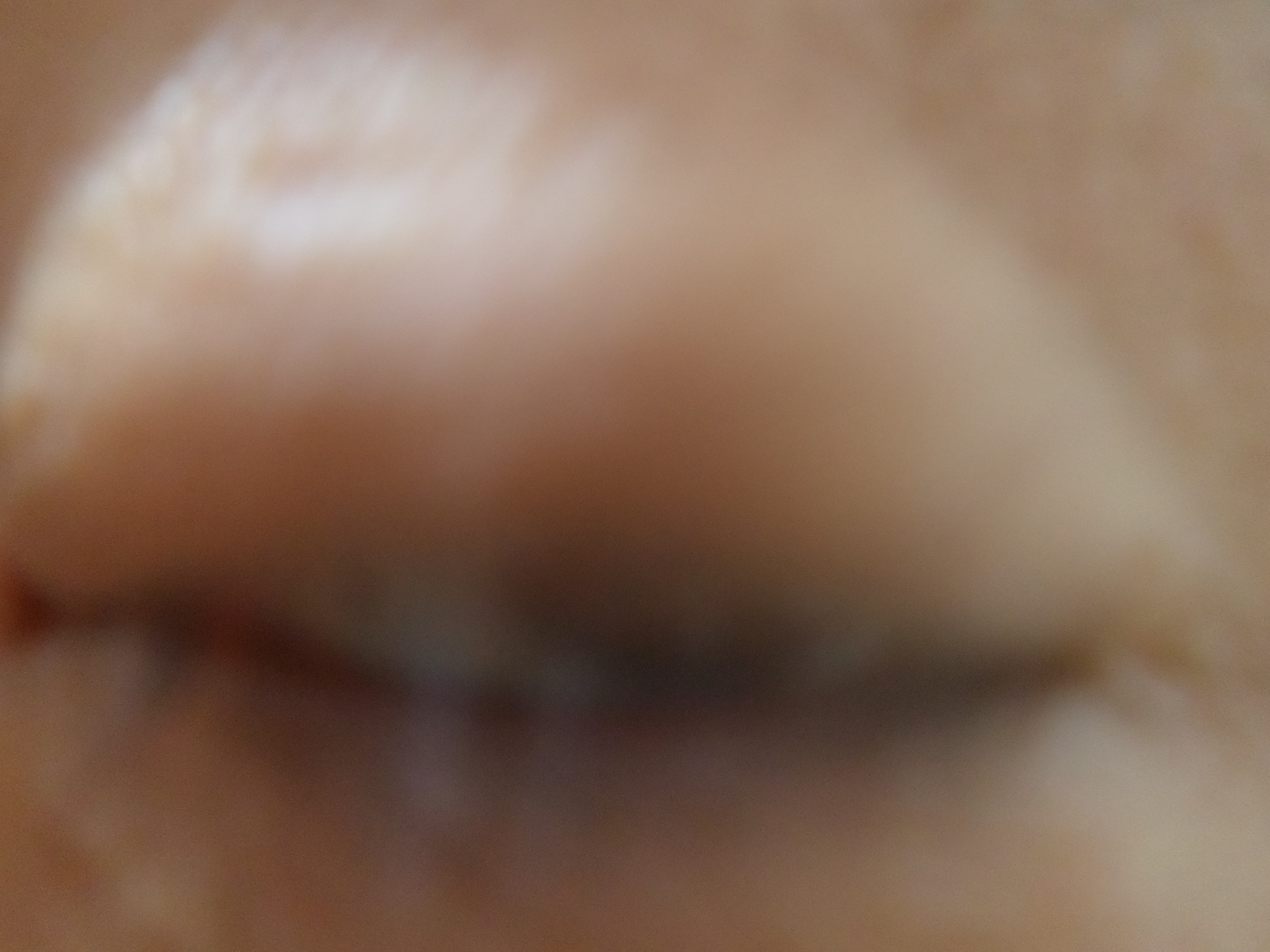 SAM_0052.JPG