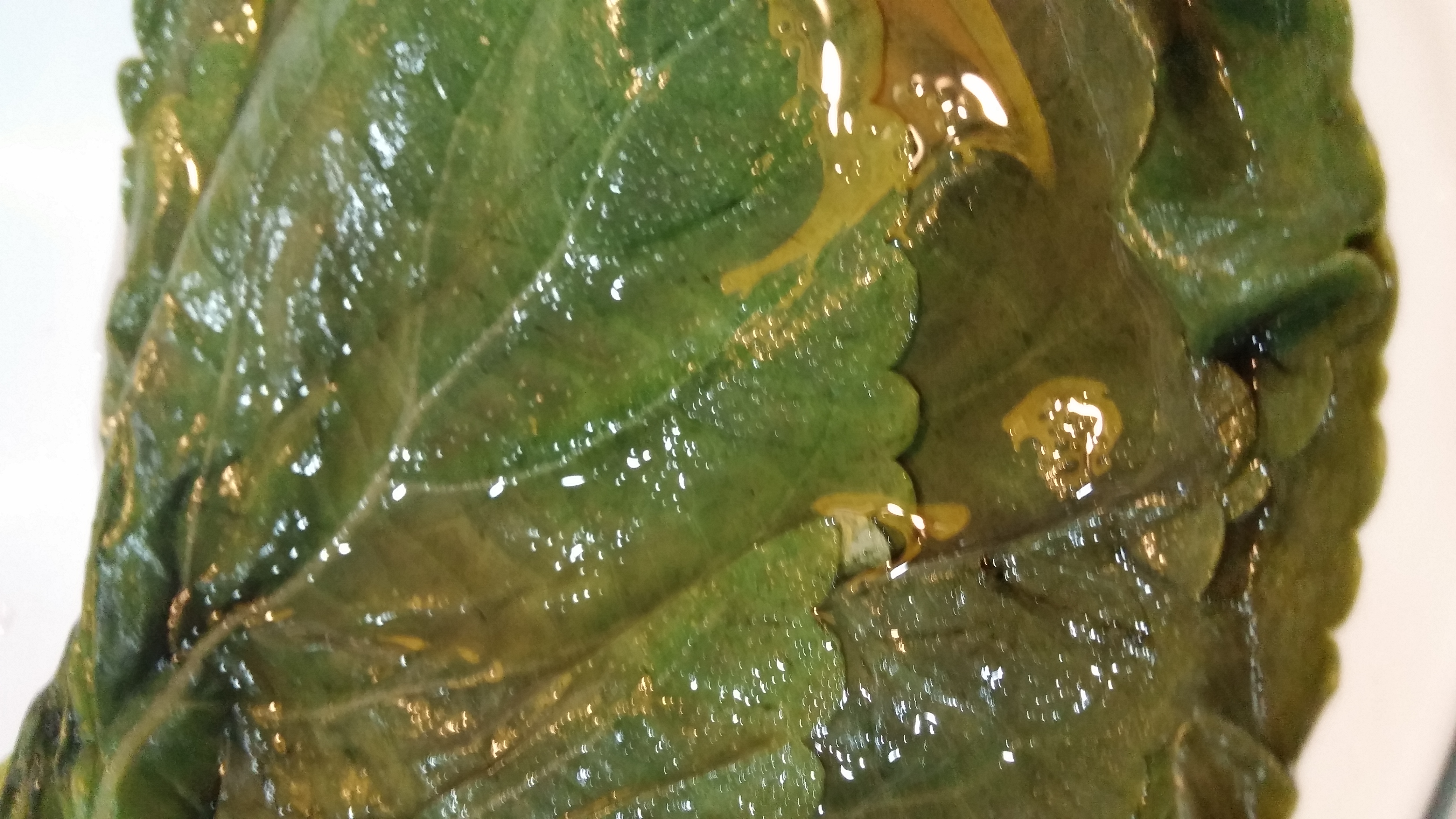 20161126_180238.jpg